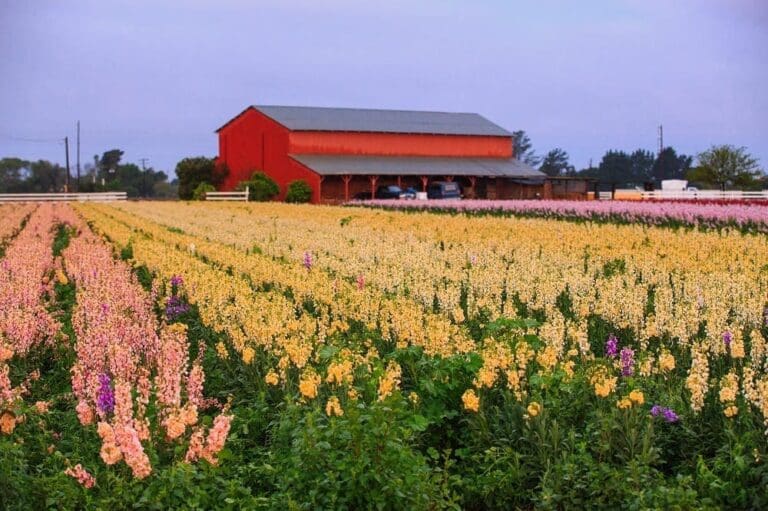 Lompoc California Flower Fields