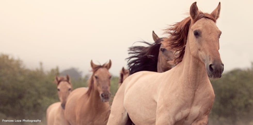 Return to Freedom wild horse sanctuary
