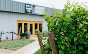Green grape vines grow in front of Pali Wine CO in Lompoc California