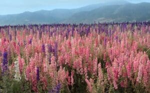 Lompoc flower fields