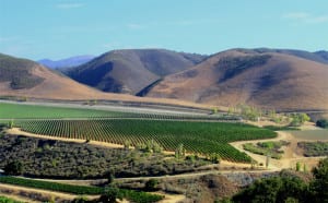 Lompoc Valley Vineyards & Hills