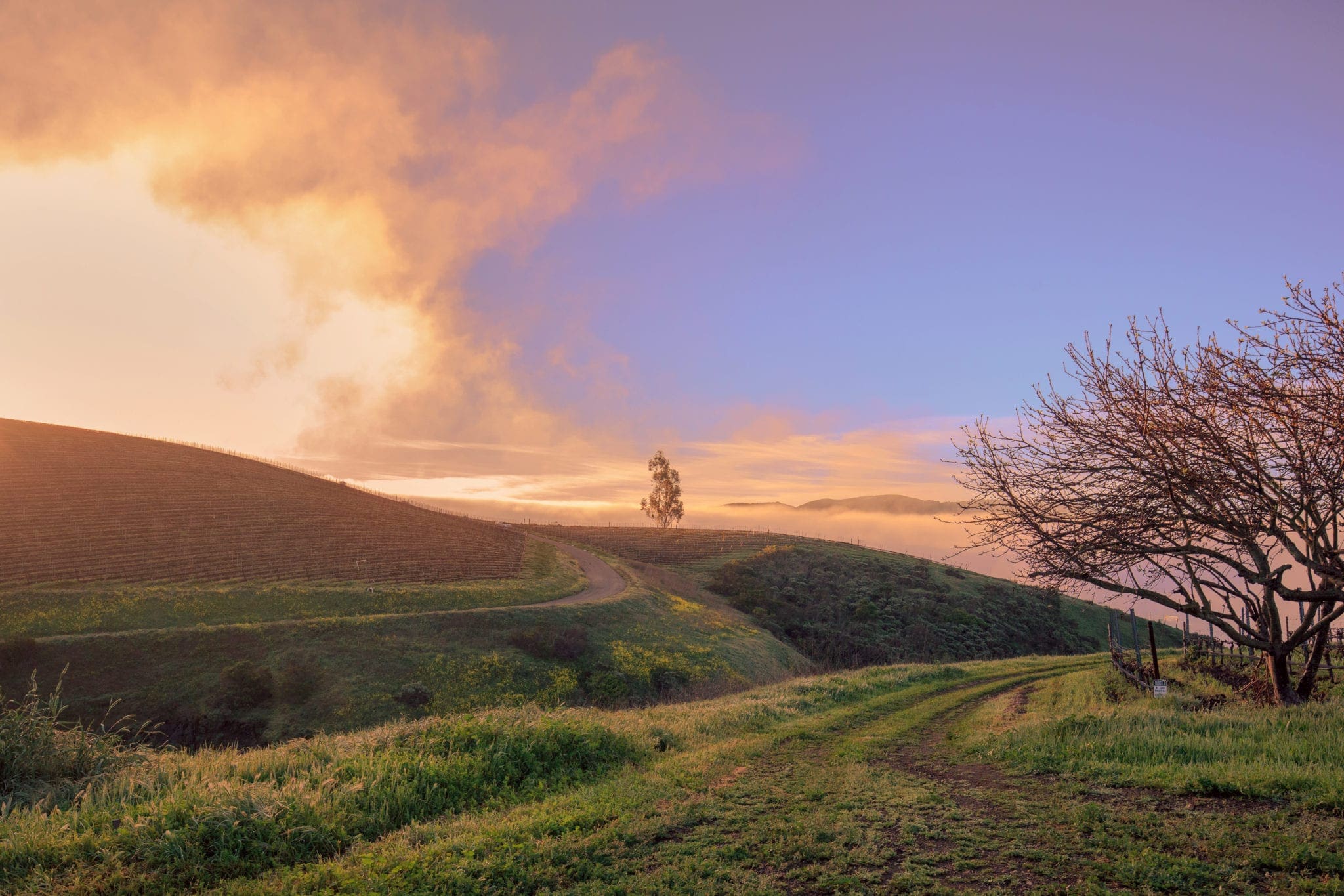 The Lompoc hills glow lush and green in Spring, at sunset (photo: Jeremy Ball)