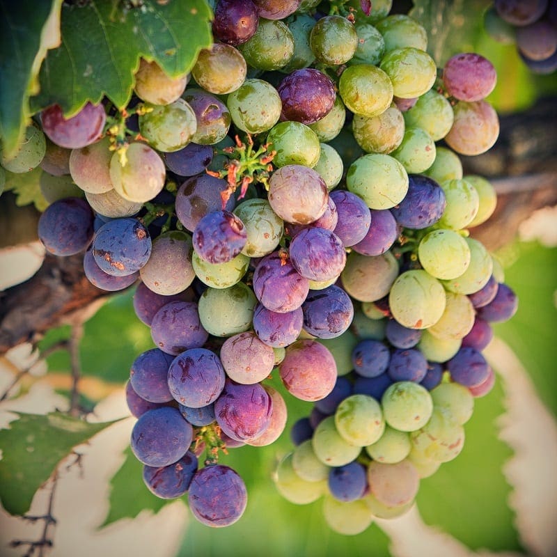 Ripe green and purple grapes hang in bunches at a Lompoc area vineyard
