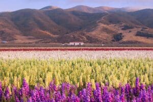 Lompoc Flower Field