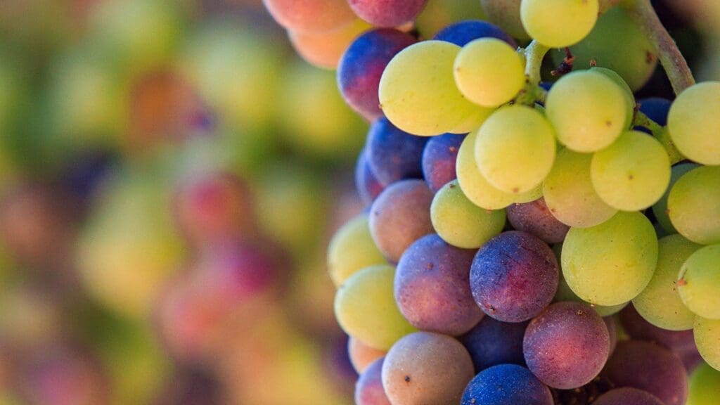 Wine Grapes