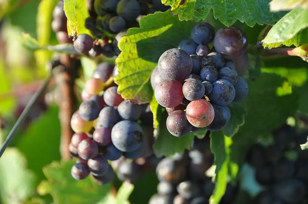 Grapes on vine Lompoc
