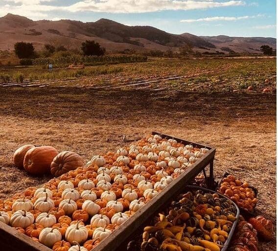 Rancho Pumpkin patch Lompoc