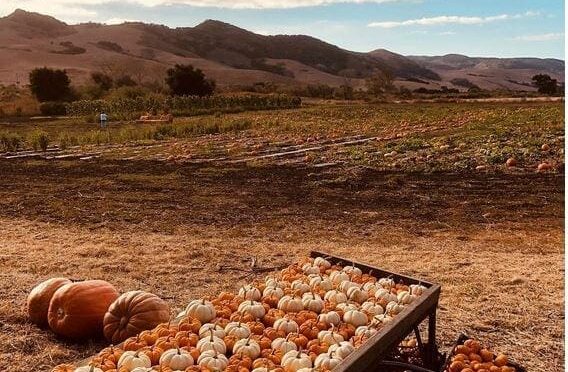 Rancho Pumpkin patch Lompoc