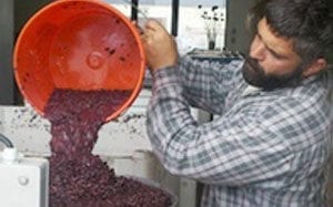 Man making wine