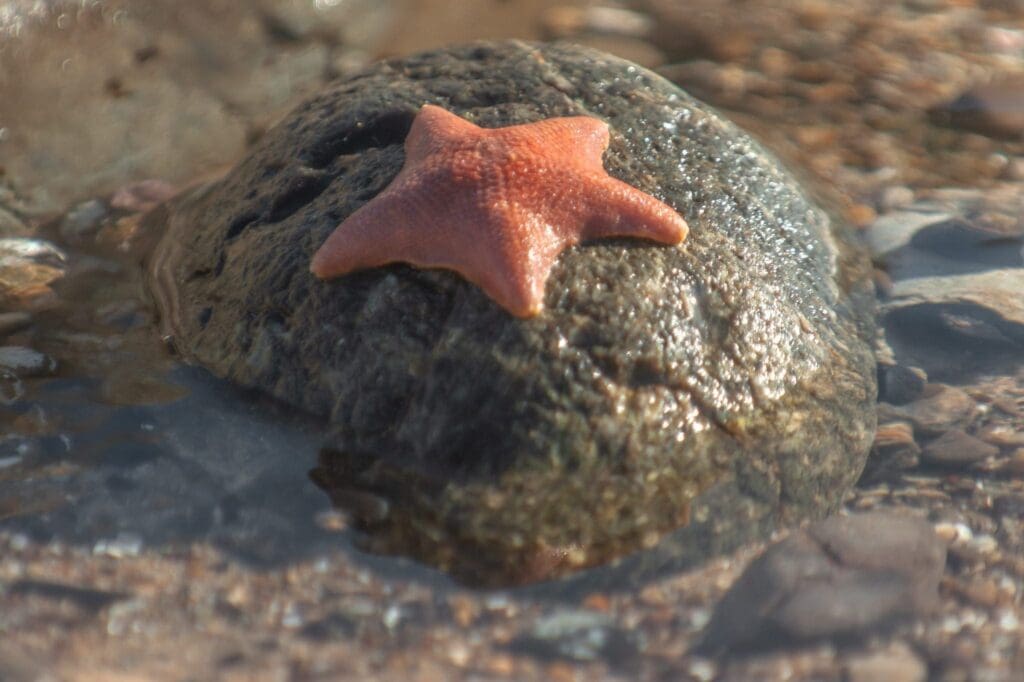 Tide pools Lompoc