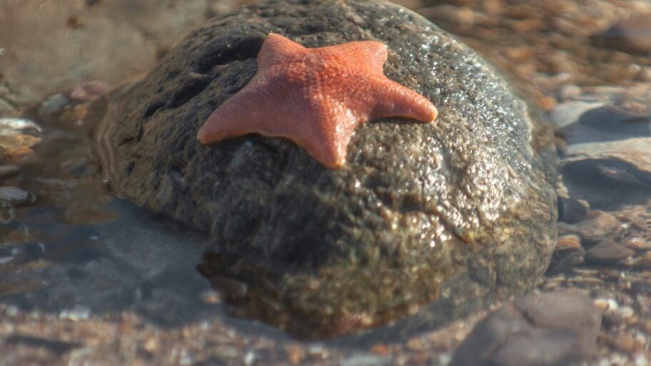 Tide pools Lompoc