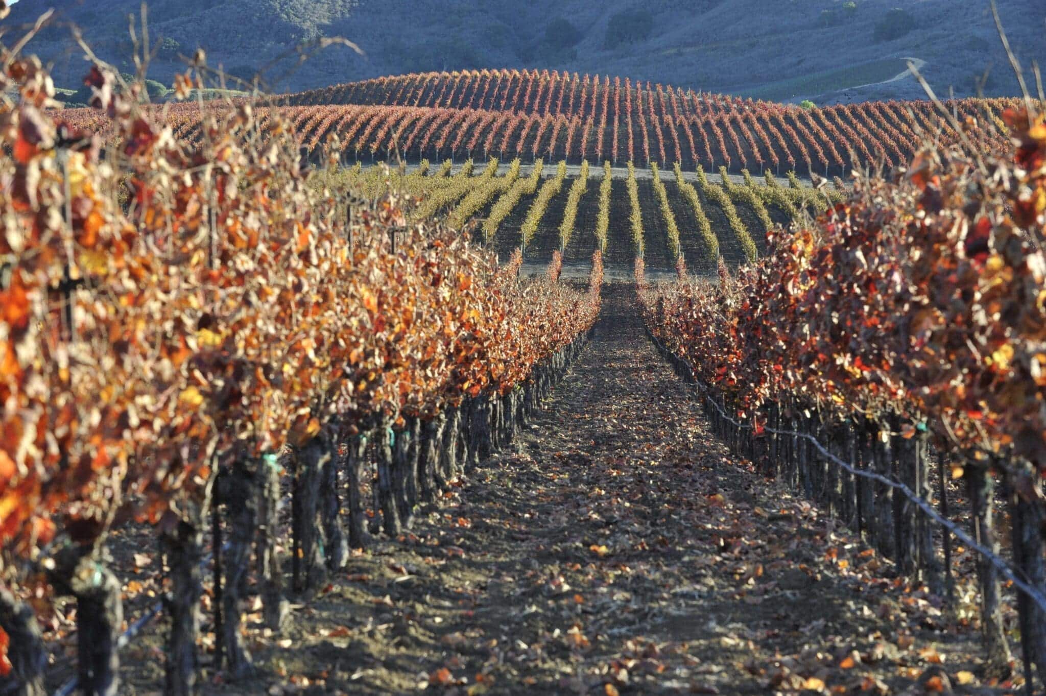 Exploring the Sta. Rita Hills Wine Region - Lompoc California