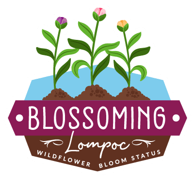 Bloom Status blossoming
