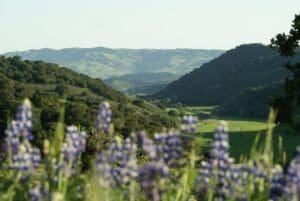 Lompoc valley flowers