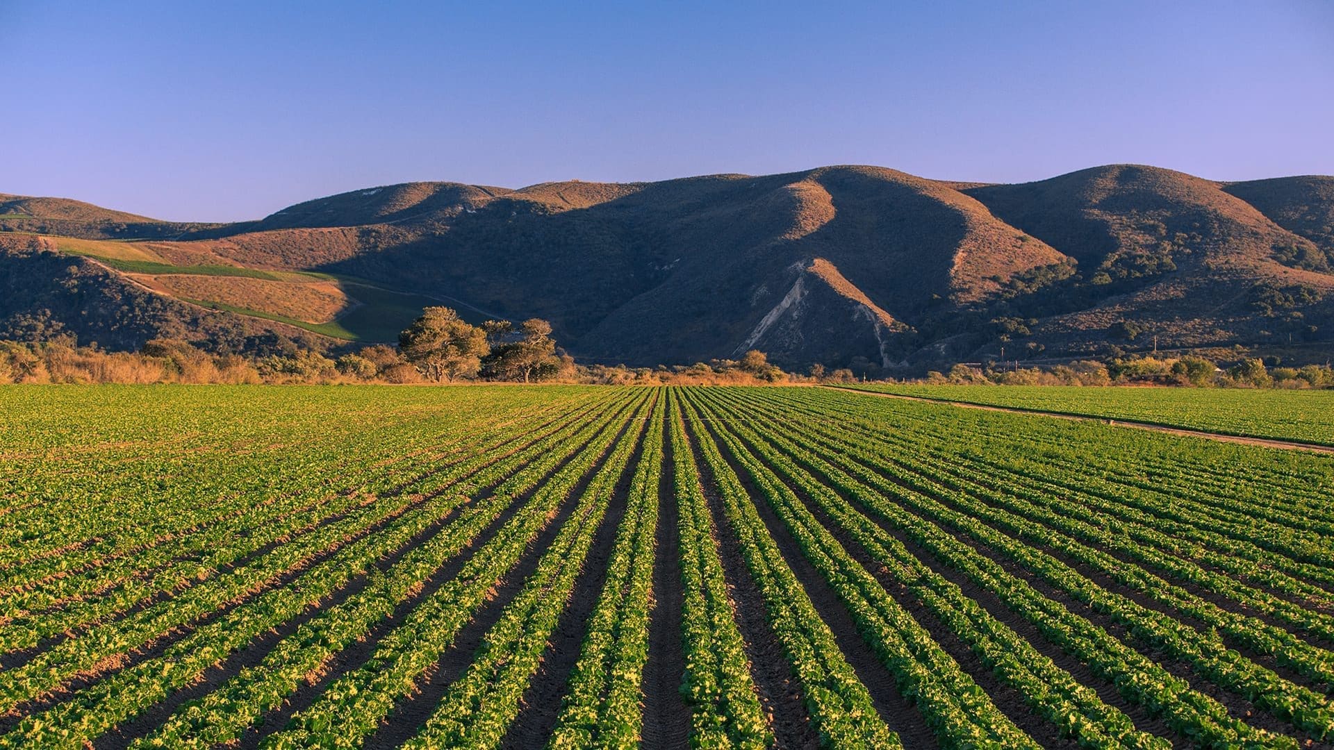 Farm fields