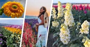 Visitors Guide to Find Flower Fields