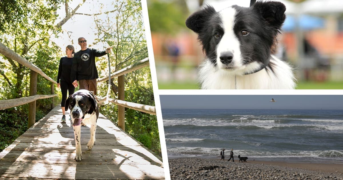 5 Dog Friendly Activities in Lompoc! Lompoc California