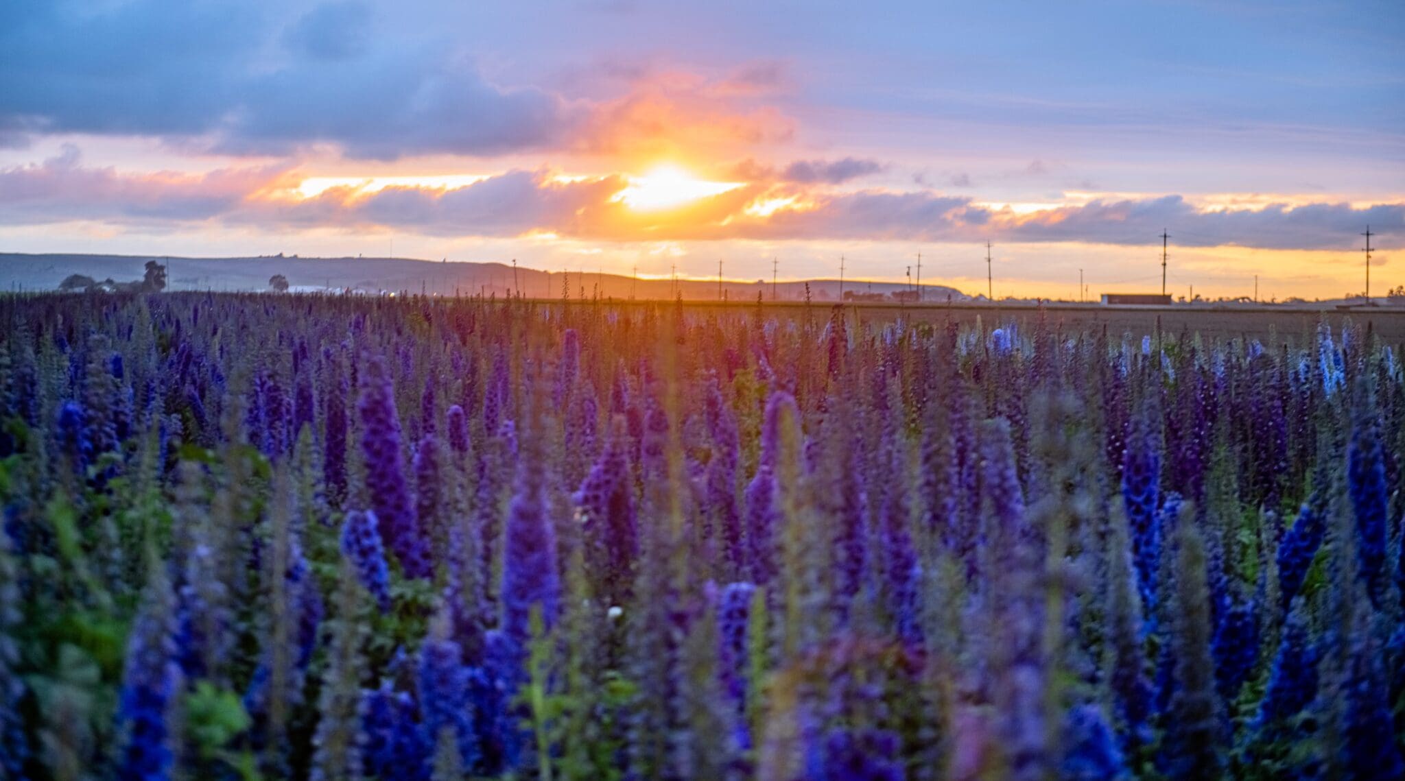 Flower field sunset