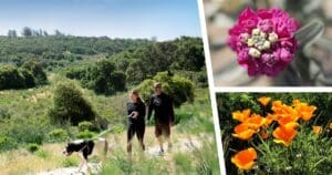 wildflowers in lompoc