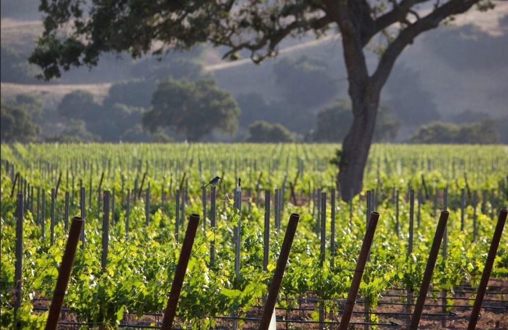 Foley wines vineyard