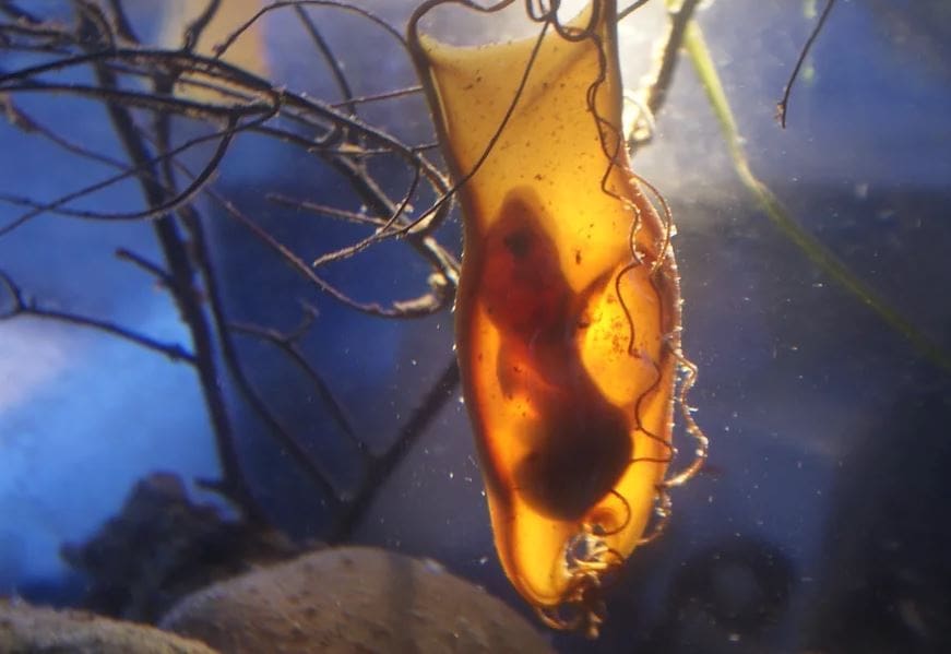 Aquarium at Cabrillo High School