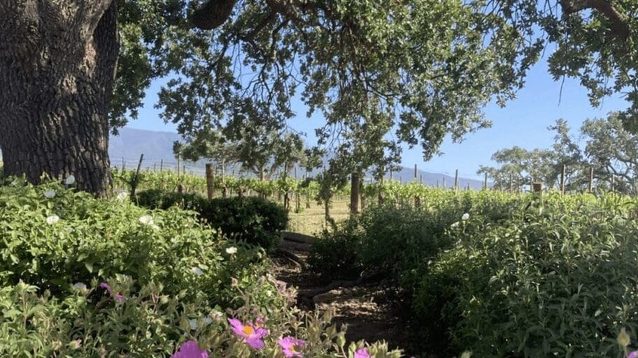 View of a Lompoc-area vineyard in spring with the Santa Ynez Mountains in the background