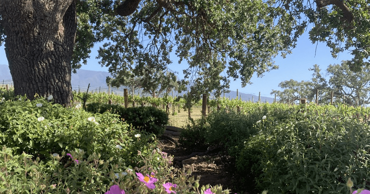 View of a Lompoc-area vineyard in spring with the Santa Ynez Mountains in the background