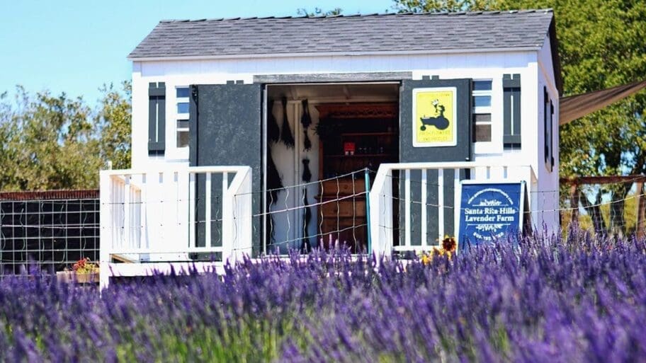 santa rita hills lavender farm