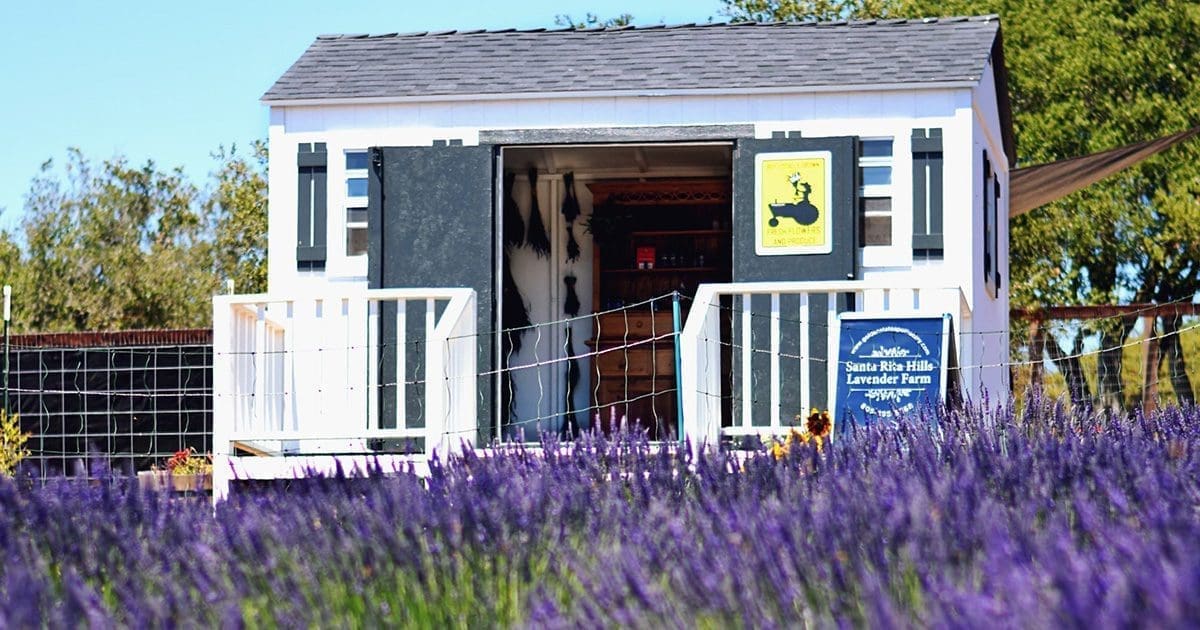 santa rita hills lavender farm
