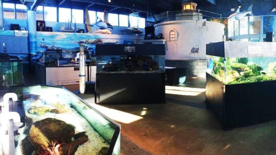 A sun-dappled view of some small marine-life habitats at Lompoc Aquarium