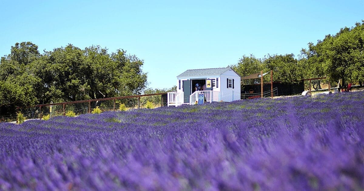 Santa Rita Hills Lavender Farm
