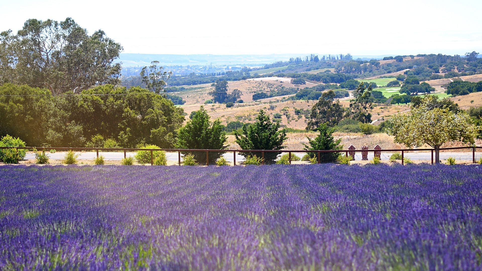 A new field of lavender in bloom stretches across the foreground, with the picturesque Santa Rita Hills, verdant trees, and a clear sky providing a stunning backdrop.