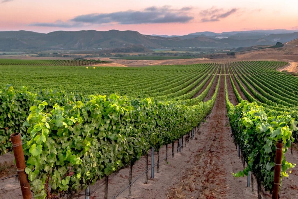 From Vine to Glass: Discovering the Essence of Sta. Rita Hills Wineries