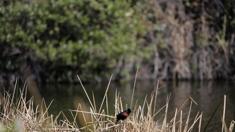 Bird in nature