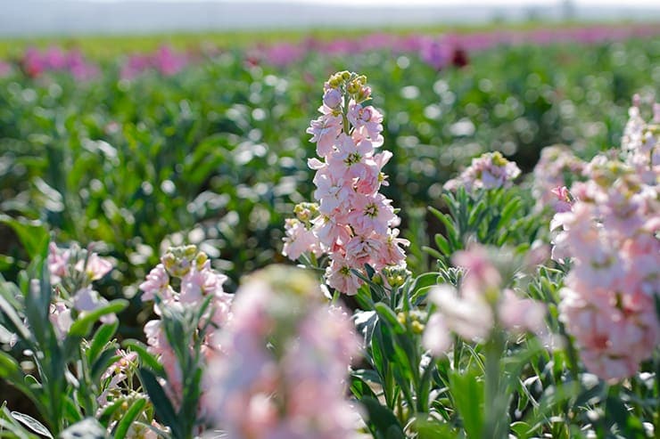 A vibrant field of blooming pink stock flowers with lush green leaves basks under the sunlight, reminiscent of the picturesque landscapes in Lompoc, CA.