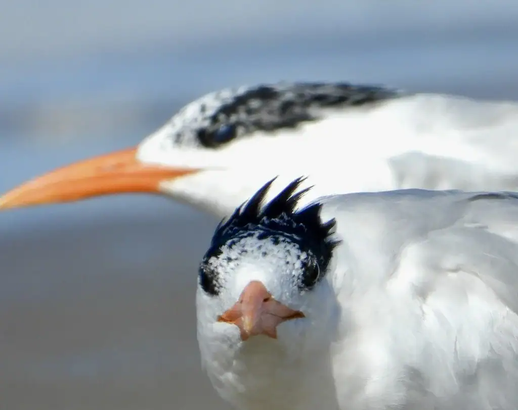 Close-up of a bird with black and white feathers and an orange beak.