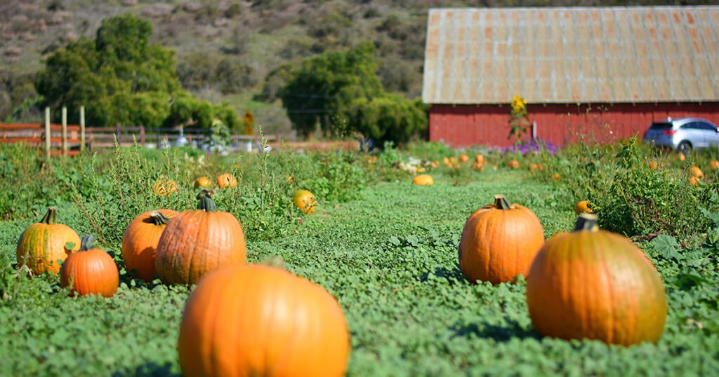 Fall in Lompoc