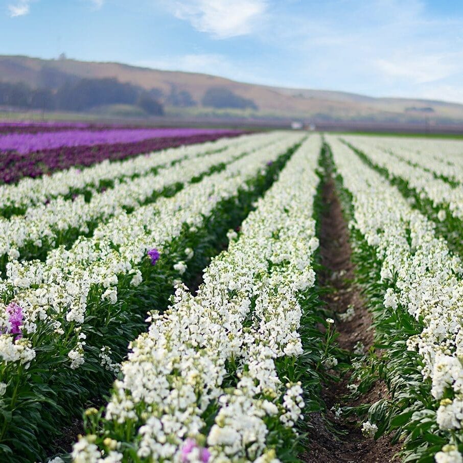 The Lompoc Flower Fields showcase rows of white and purple flowers stretching across the landscape, framed by a majestic mountain range under a vibrant blue sky.