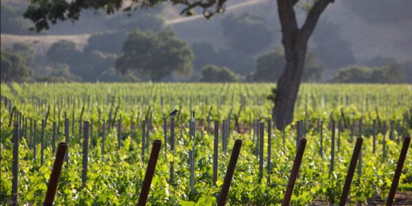 Foley wines vineyard
