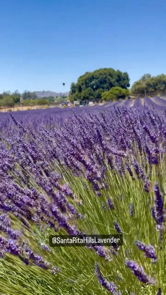Who loves the smell of fresh lavender? 💜💜💜 Then plan a visit to the *NEW* @santaritahillslavender Farm in Lompoc! ⠀
⠀
The family-owned farm store is a treat for lavender lovers with locally grown and harvested lavender, hand crafted lavender products for sale like bath salts, balsamic vinegar, culinary sugar, and also fresh cut flowers, eggs, and more. The farm also hosts fun and educational events like their lavender wreath-making class.⠀
⠀
Check the website for events and farm store hours.💕 Link in Bio⠀
⠀
#locallygrownflowers #explorelompoc #lavenderfarm #flowergrower #cutflowers #localflowers #flowerfarmer #cutflowergarden #grownnotflown #gardengathered #fromthegarden #gardentotable #gardentovase #california #wildflowers #flowersofinstagram #centralcoast #centralcoasting #wildflowerseason #californiawildflowers #wildflowersofinstagram #lompoc #highway1 #californiaroadtrip #california4fun #flowerphotography #flowerpower #naturephotography #thebeautyofnature