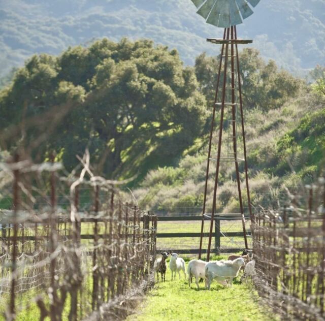 Nestled in the picturesque Santa Rita Hills you'll find @hiddencanyonranchfarms This 44 acre farm and ranch is straight out of a dream. It's home to beautiful vineyards, organic gardens, and many friendly animals of the farm. They offer a gorgeous log cabin stay that is available for booking. Their farmstead is open every Saturday from 9am to 5pm. It's supplied with farmed produce, spices, and other goodies fresh from the farm. Hidden Canyon Ranch & Farms makes for the ideal setting for small events and retreats. 

Learn more by visiting our link in bio ⬆️ 
 
📸 by: @hiddencanyonranchfarms

#explorelompoc #lompocvalley #centralcoast #805living #santaritahills #california #vineyards #farmlife #highway1 #travel #retreat #thebeautyofnature #californiaroadtrip #local #discover