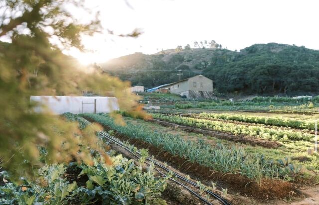 Tucked away in the serene hills of beautiful Lompoc, you'll find @dare2dreamfarms. 🐓🥕🚜 This family-owned farm specializes in backyard chicks & chickens, handcrafted coops, organic seasonal produce, free-range eggs, as well as Farm to Table dinners, and a plethora of farm events. Dare 2 Dream Farms is truly a gem. 
 
Shop local at their Farm Stand (open everyday from 10am-dusk) or their booth at the Route One Farmer's Market.

Learn more about farm experiences & what they do, click link in bio ⬆️
 
📸 @dare2dreamfarms
