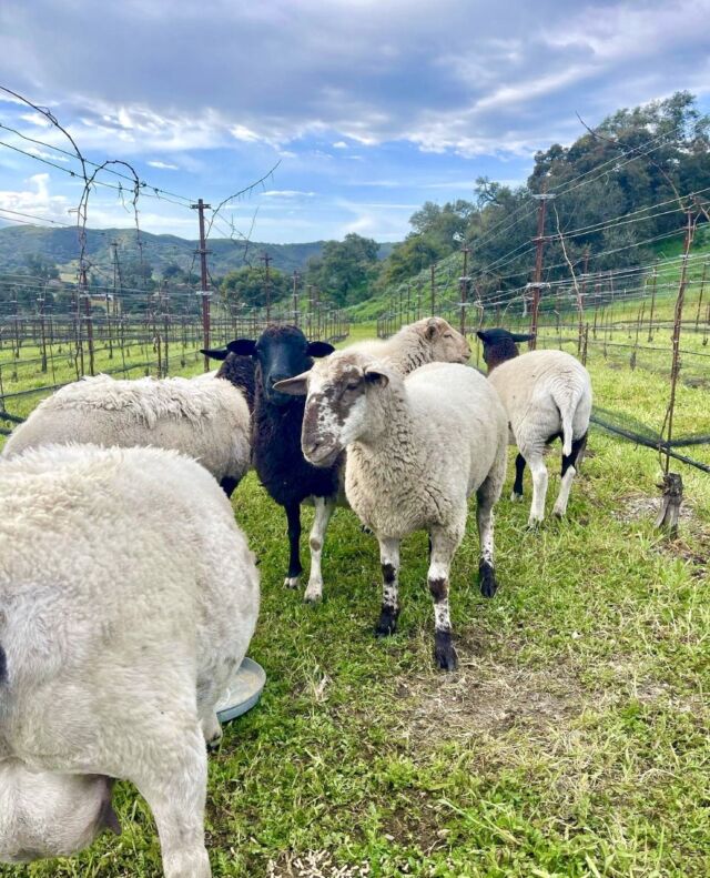 Starting your week with a dose of cuteness. 🐑 @hiddencanyonranchfarms is the ideal setting for small events & retreats. Book your trip or stay today. 
 
📸 by: @hiddencanyonranchfarms 

Discover more local farms of the Lompoc Valley ➡️ Link in bio