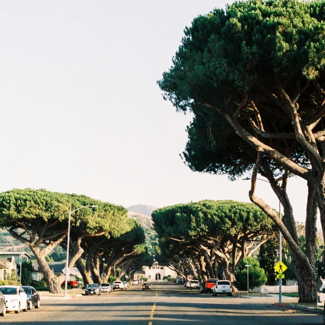 Did you know that in addition to murals, a museum, and many historic buildings, Old Town Lompoc is also home to historic trees? 🌳🌲

Initially planted by Boy Scouts in the 1930s and '40s, Lompoc is home to the largest grove of Italian Stone Pines outside the Mediterranean. On your next visit to Lompoc, take a stroll and relax in their shade. 

#mediterranean #oldtown #tree_love #explorelompoc #lompoc