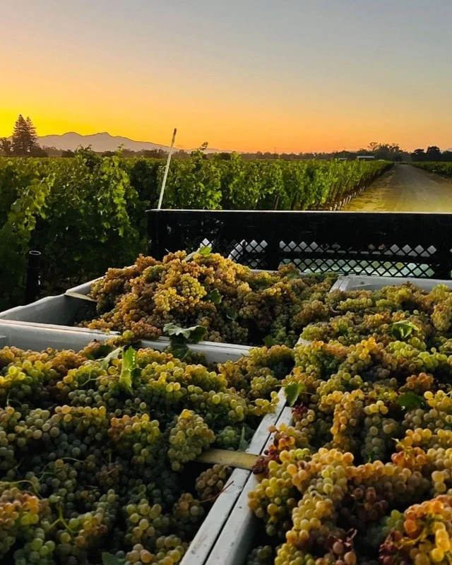 Golden hour, vineyard views, and a glass of something amazing. 🍷✨

Fall is a dreamy time to visit Sta. Rita Hills, when the vineyards are glowing, harvest is underway, and the golden light makes an already gorgeous wine country landscape feel downright magical.

Comment "HILLS" to explore the vineyards in this iconic area.

📷 @sanfordwinery