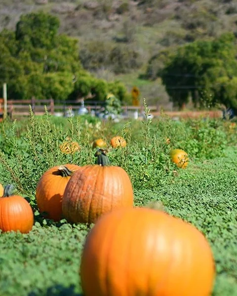 Fall is calling, and Lompoc is ready. 🍂

From spooky ghost tours and floating pumpkins to harvest parties, vineyard hopping, pumpkin spice sips, and fall finds, there are plenty of reasons to visit this season.

Comment "FALL" to get the scoop on seasonal events.